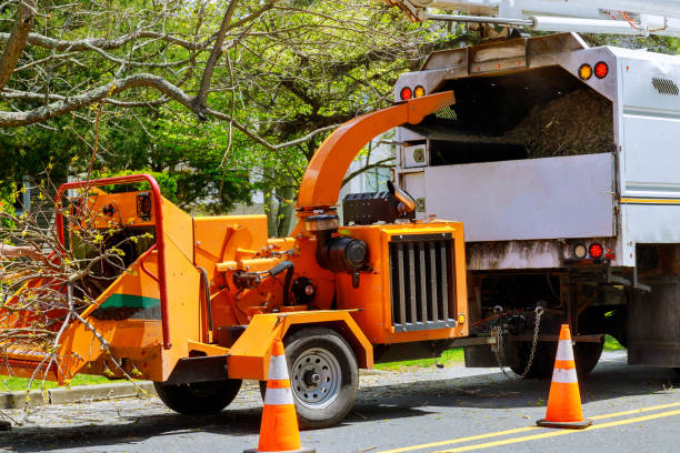 Best Tree Removal  in Jefferson, LA